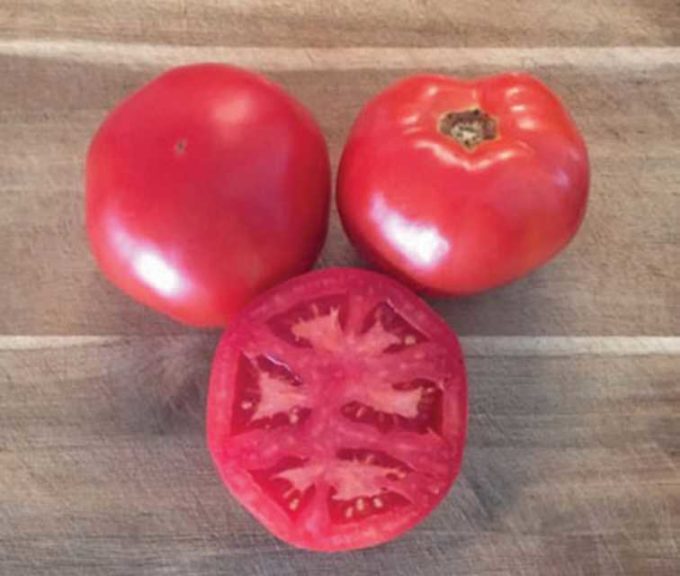 Tomato 'Galahad' (Harris Seeds)