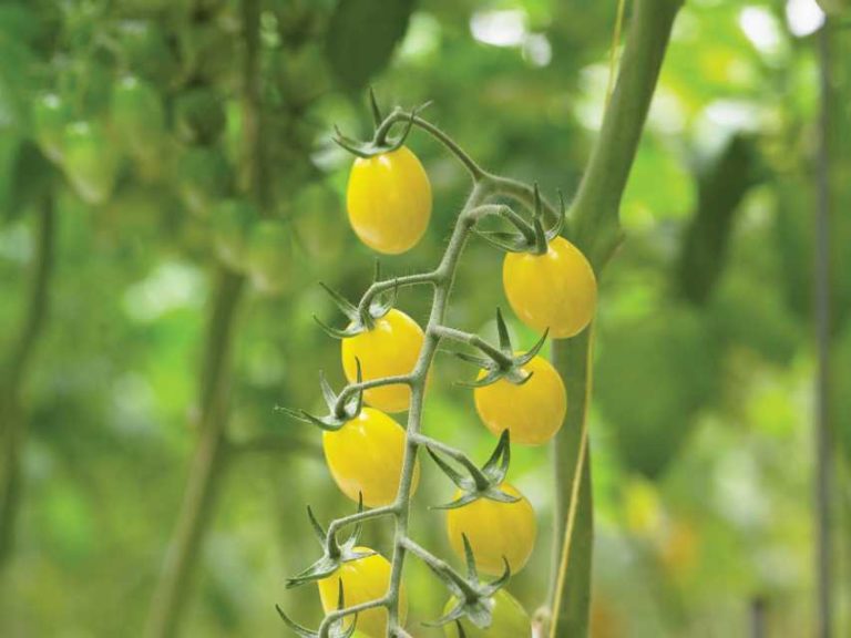 Tomato 'Ivorymoon' (Syngenta)