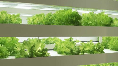 Why Light Control Matters in Greenhouse Vegetables