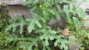 Tips on Managing Common Groundsel in Greenhouses