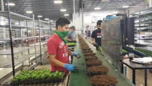 Expert Advice on Preparing Your Greenhouse for Social Distancing