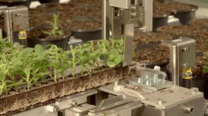 AutoStix Media Strip from Visser Horti Systems