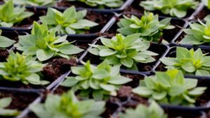 Growing Media from BVB Substrates