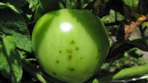 Researchers Hope to Stop Spread of Bacterial Spot in Tomatoes