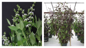 Basil : A Cool Twist for a Common Plant