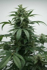 Auto Tsunami (Beacon Hemp)