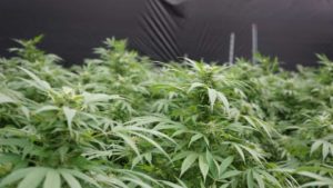 Hemp Varieties, Irrigation Strategies Top California Research Priorities