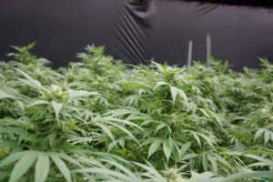 Auto Tune (Beacon Hemp)