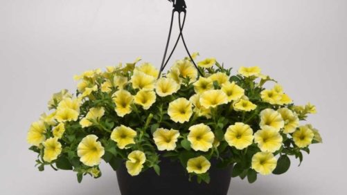 A Look Back at Greenhouse Grower’s Medal of Excellence Winners