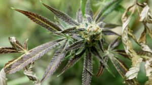 New Root Aphid Control Option for Canadian Cannabis Growers