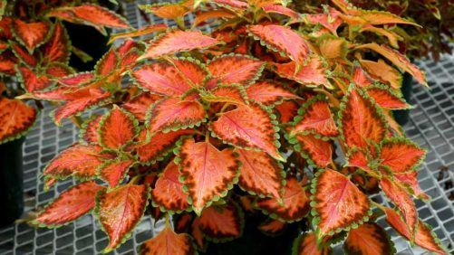The Latest Updates on New Ornamental Varieties