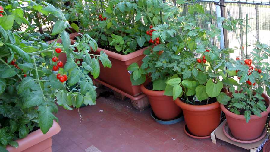 Home vegetable garden