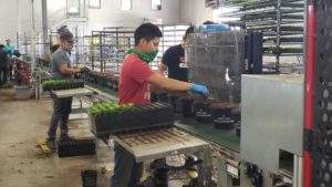 How Horticulture Has Responded to COVID-19 With Strong Leadership