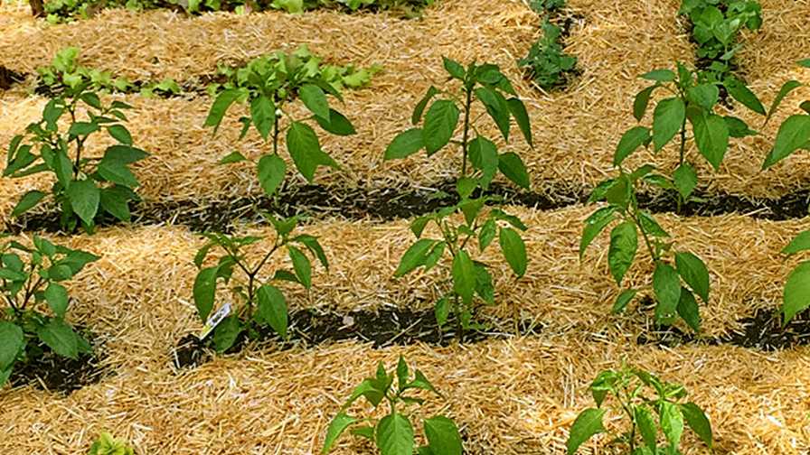 GardenStraw Premium Mulch