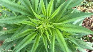 How the Hemp Final Rule Will Affect Smaller Growing Operations