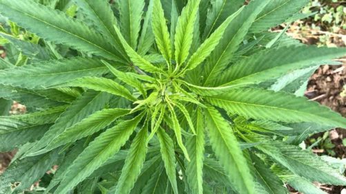 Cedar Valley Farms Brings Precision Greenhouse Technology to Hemp