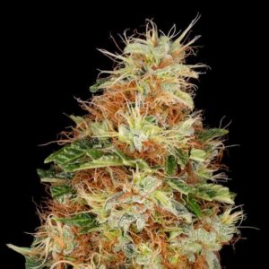 Panakeia (Hemp Trading)