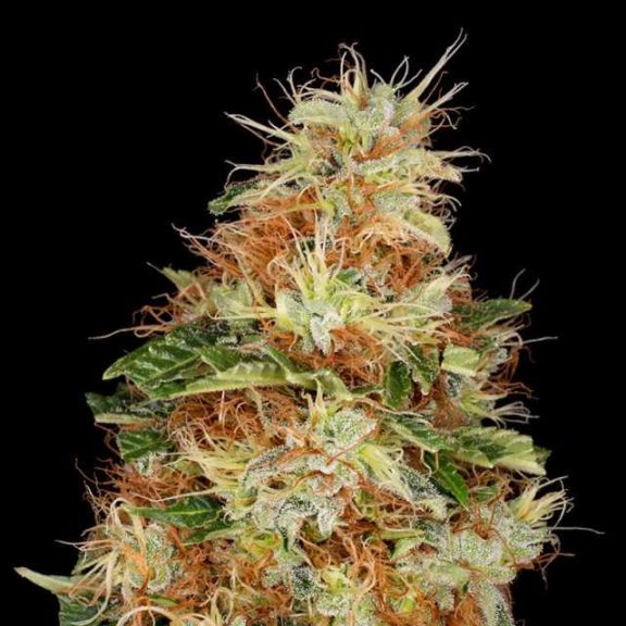 Panakeia (Hemp Trading)