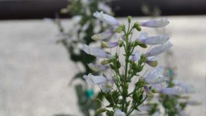 Native Perennials Go High-Tech