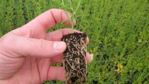 Back to Basics: Knowing the Physical Traits of Your Growing Media