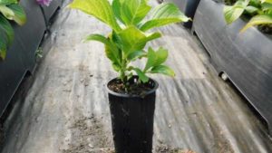 32-Cell and 18-Cell 10x20 Inch Trays from RediRoot