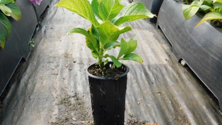 32-Cell and 18-Cell 10x20 Inch Trays from RediRoot