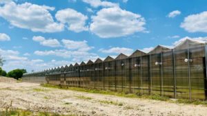 Indoor Lettuce Grower Aims for 1.5 Million Pounds!