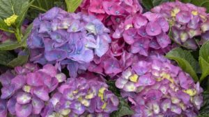 Monrovia Releases New Shades of Design Guidebook