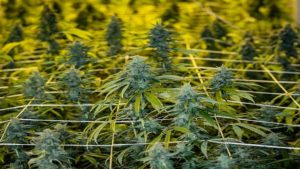 Q&A: Why Cannabis Odor Control Should Be Considered Early On