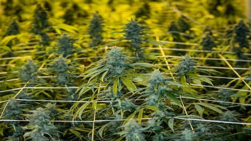 Q&A: Why Cannabis Odor Control Should Be Considered Early On