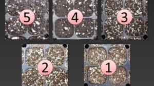 Learn to ID Proper Moisture Levels in Your Container Substrate