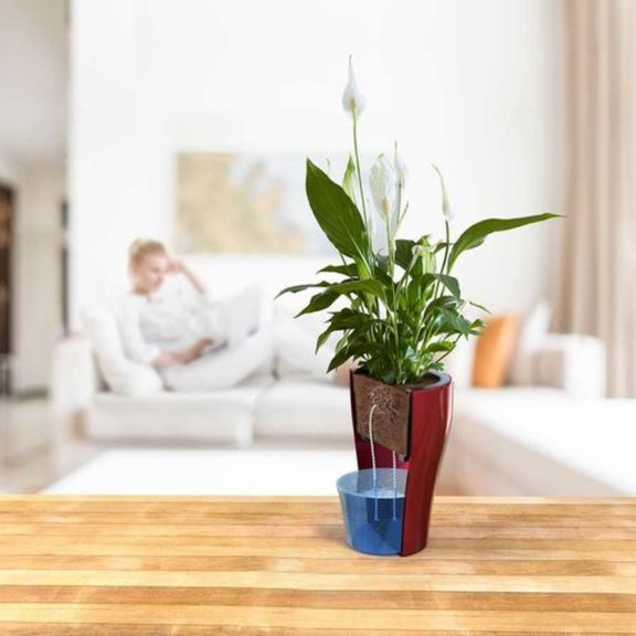 Wick and Grow From Costa Farms