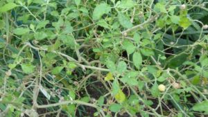 How the Plants You Grow Can Help Treat Alzheimer’s Disease