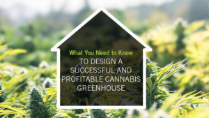 What You Need to Design a Profitable Cannabis Greenhouse (Whitepaper)