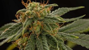 New Commercial Hemp Varieties Growers Should Consider