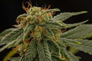 Superwoman S1 (Trilogene Seeds)
