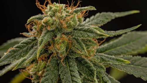 New Commercial Hemp Varieties Growers Should Consider