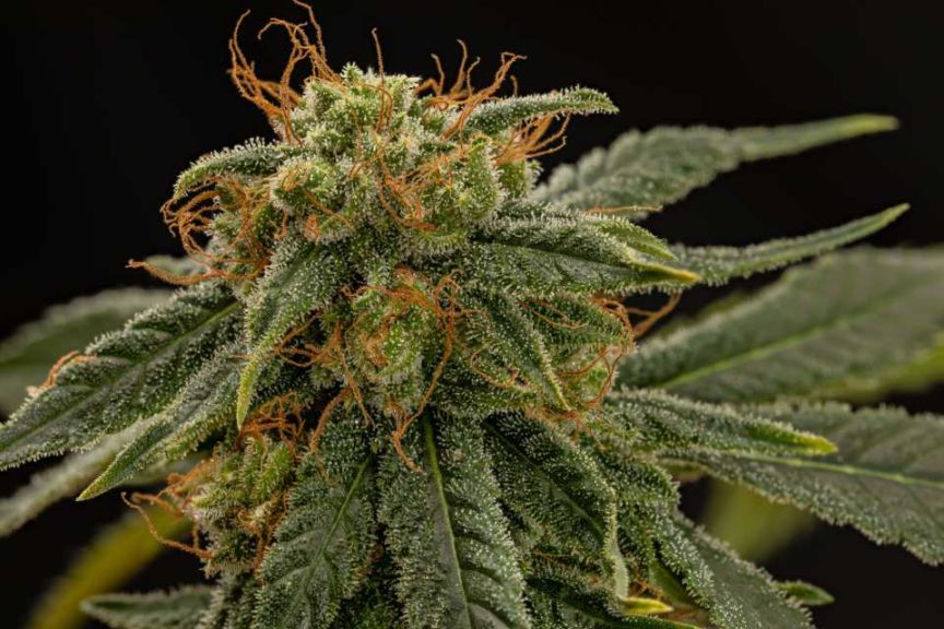 Superwoman S1 (Trilogene Seeds)