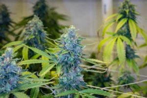 Purple Cowboy (Trilogene Seeds)