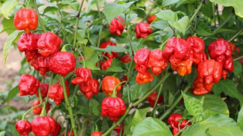 New Fresh-Market Vegetables and Edibles to Consider for Spring 2021