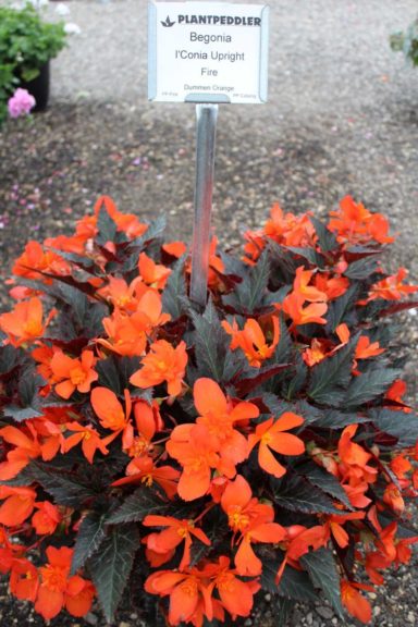 Fan Favorites From Plantpeddler S Variety Day Greenhouse Grower