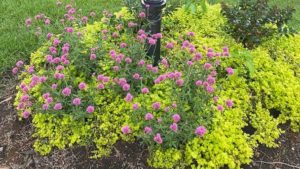 Time to Move Beyond COVID-19 and Into Fall Plants