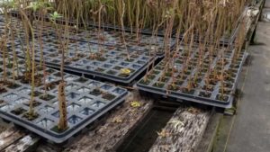 Tips on Keeping Your Greenhouse Facility Pathogen-Free