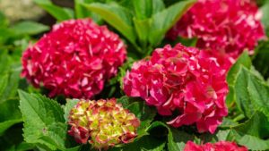 New Perennials and Flowering Shrubs to Consider for Spring 2021