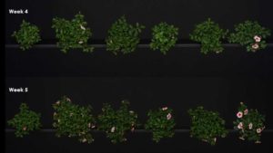 How Adding Far-red Radiation Affects Supplemental Lighting of Plant Plugs