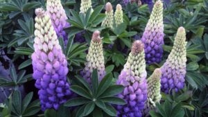 Tips on Growing Top-Notch Lupines