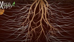 Optimizing Your Greenhouse for Biostimulant Application Efficiency