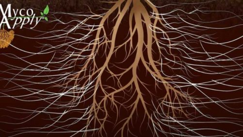 Optimizing Your Greenhouse for Biostimulant Application Efficiency