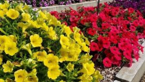 Dümmen Orange Forges Petunia Partnership With National Park