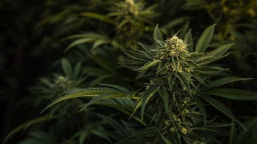 First Medicinal Cannabis Greenhouse in New Jersey Coming Soon